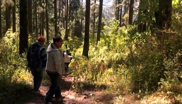 Colombia y México, países letales para los ecologistas