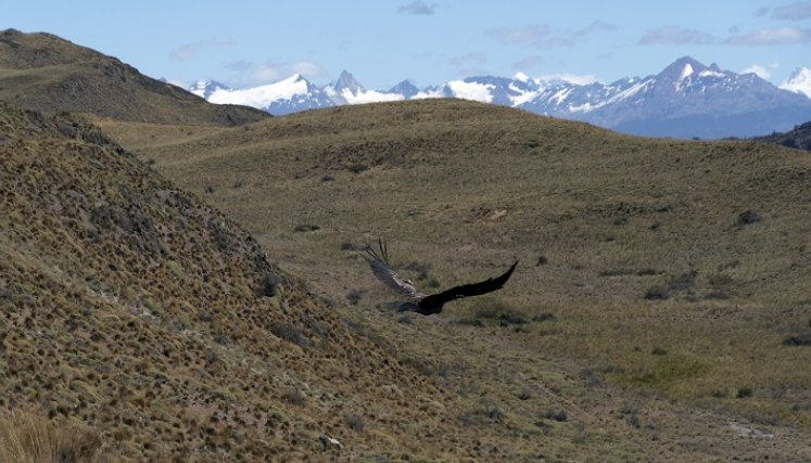 Cóndores recobran nueva vida salvaje en reserva natural de la Patagonia de Chile./Foto: AFP