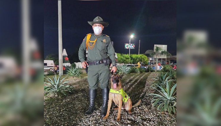 Muere canina de la Policía, tras explosión por paro armado del Eln en Cúcuta./Foto: cortesía