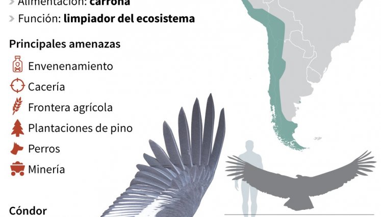 Cóndores recobran nueva vida salvaje en reserva natural de la Patagonia de Chile./Foto: AFP