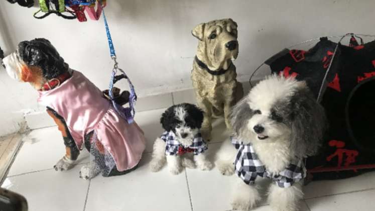 Las mascotas, modelos de diseños de ropa