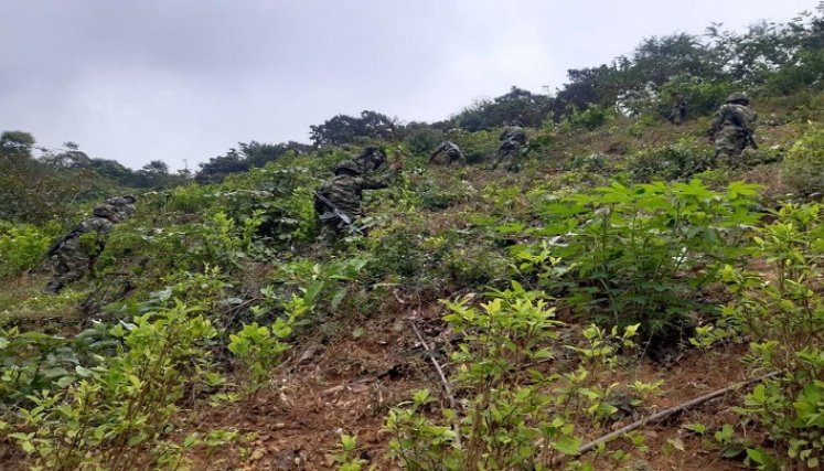 La Autoridad Nacional de Licencias Ambientales, ANLA, excluye a los municipios de Hacarí y San Calixto de los procesos de fumigación de cultivos ilícitos. / Foto: Cortesía / La Opinión 