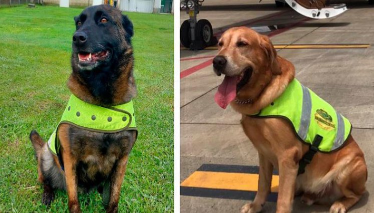 Dos perros frenaron envíos de droga a España
