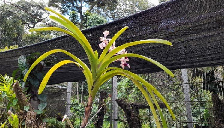 130 géneros de orquídeas se perdieron en el Orquideario Raúl Vásquez Dongo en Táchira por falta de presupuesto. Foto Anggy Polanco / La Opinión 