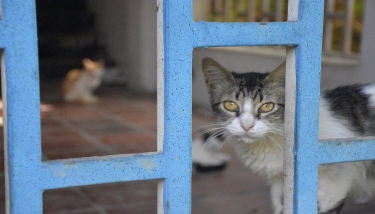 Animales abandonados en Cúcuta. / Foto: Pablo Castillo / La Opinión 