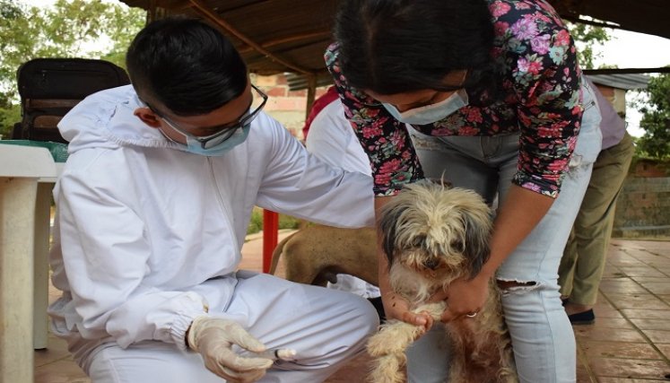 Vacunación de animales. / Foto: Cortesía / La Opinión 