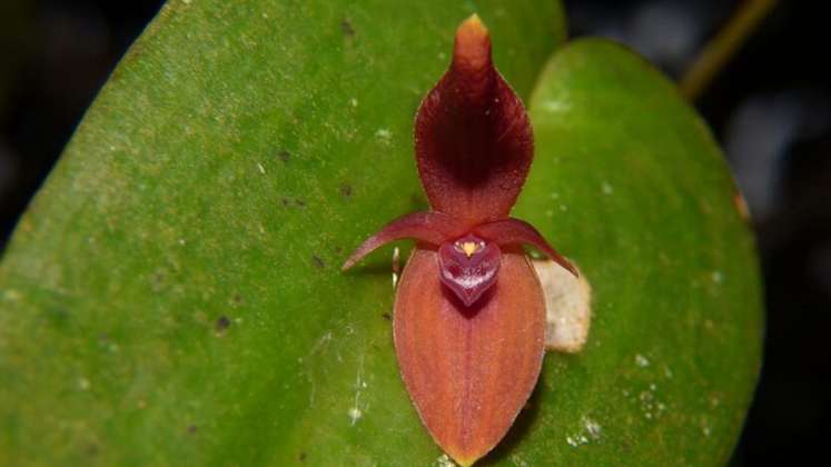 Descubren nueva orquídea en inmediaciones del Nevado del Ruíz