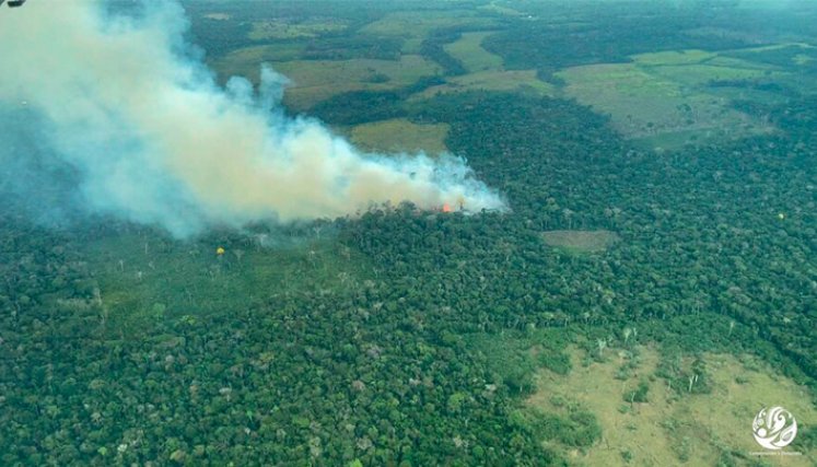 Expertos desconfían de cifras oficiales de deforestación 