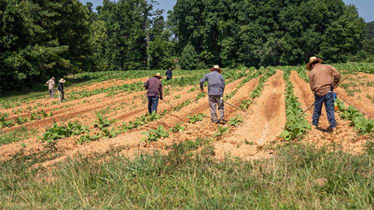 Hay un rol crucial que están cumpliendo las startups en la digitalización del agro. / Foto: Cortesía