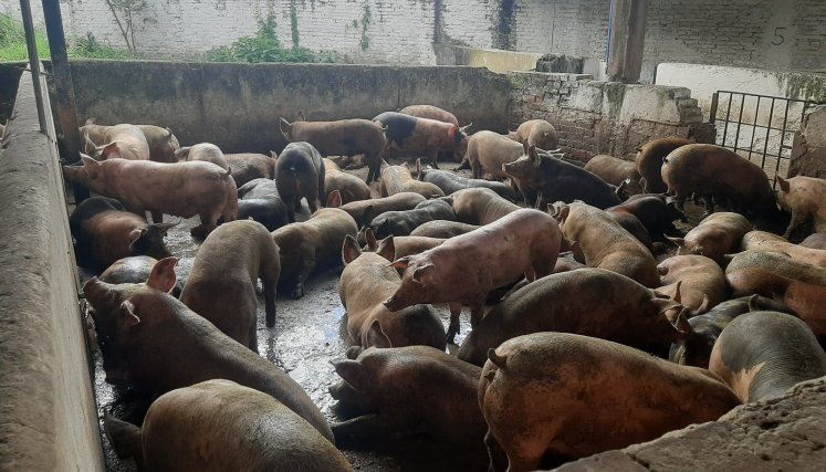 Más de 100 mil kilos de carne de cerdo semanales ingresa de contrabando a Venezuela procedente de Colombia./Foto cortesía Más de 100 mil kilos de carne de cerdo semanales ingresa de contrabando a Venezuela procedente de Colombia./Foto cortesía