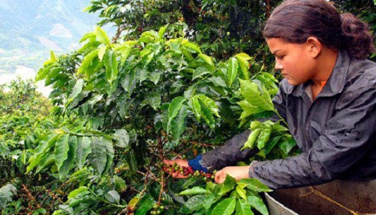 Amores furtivos nacían en aquellas fincas cafeteras durante la recolección del grano. / Foto tomada de internet historias en tiempos de cosecha de café