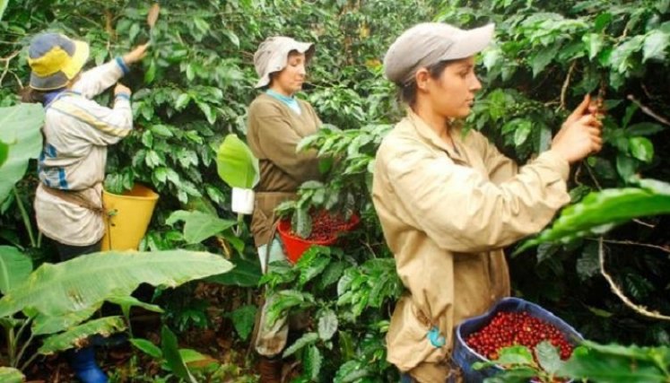 Las mujeres han sido protagonistas en la caficultura colombiana. / Foto tomada de internet historias en tiempos de cosecha de café