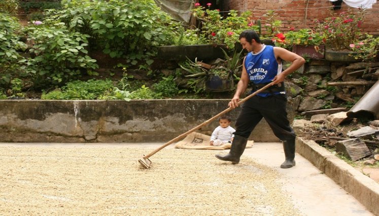 Los pequeños caficultores de Durania se sostienen a pesar de las adversidades y el desestimulo estatal para la producción. / Foto archivo La Opinión historias en tiempos de cosecha de café