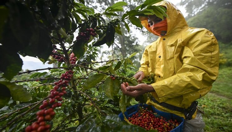 El café, fuente de riqueza, uno de los principales renglones de la economía del país. / Foto archivo La Opinión historias en tiempos de cosecha de café