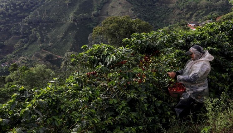 Durania ha sido un municipio con tradición cafetera en Norte de Santander. / Foto archivo La Opinión historias en tiempos de cosecha de café