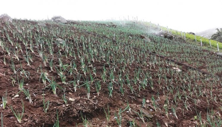 Hectáreas sembradas en Venezuela.
