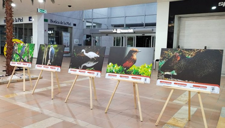 Estudiantes exponen fotos de aves de bosques en Los Patios./Foto: cortesía