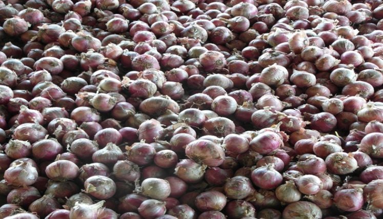 La cebolla ocañera logra el sello de la marca colectiva para estrechar lazos de comercialización.