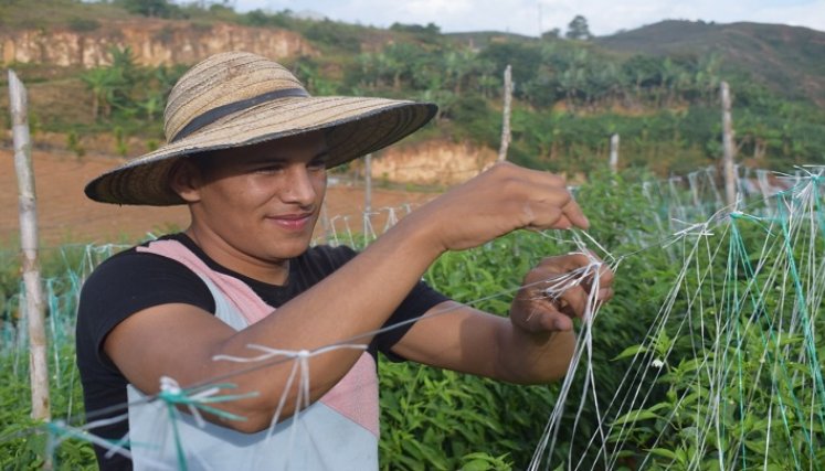 Jóvenes del Catatumbo reciben charlas y capacitaciones para que se queden en la región y preserven los cultivos lícitos.