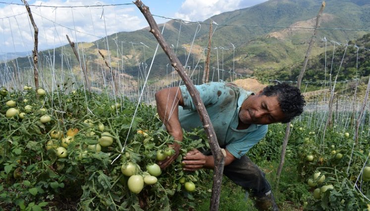 Jóvenes del Catatumbo reciben charlas y capacitaciones para que se queden en la región y preserven los cultivos lícitos.