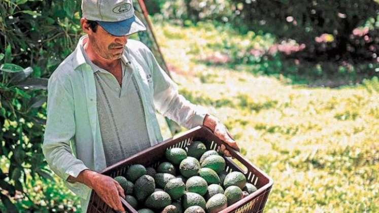  El sector agricultura y ganadería decreció -4,2%. / Foto Colprensa