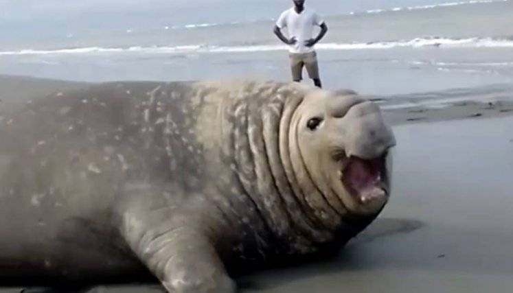 Indignante: elefante marino perdido en aguas del Pacífico de Colombia fue asesinado