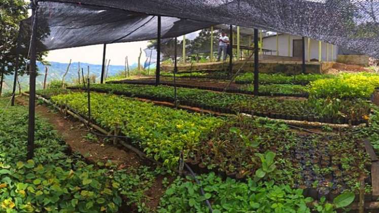 El Instituto Colombiano Agropecuario, ICA, entrega el registro para la producción de material forestal al vivero El Edén del corregimiento de Buenavista, comprensión rural del municipio de Ocaña.