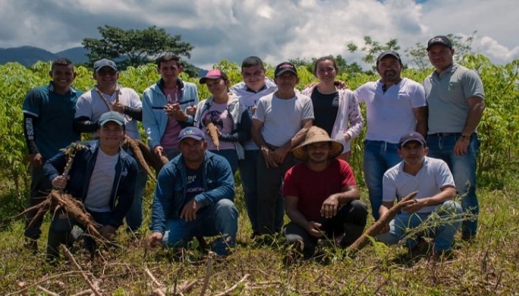 La yuca es un tubérculo de uso milenario, rico en almidones y muy apetecida por su delicioso sabor que combina perfecto con cualquier proteína./ Foto: Cortesía