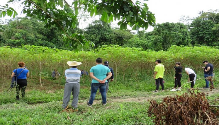 La yuca es un tubérculo de uso milenario, rico en almidones y muy apetecida por su delicioso sabor que combina perfecto con cualquier proteína./ Foto: Cortesía