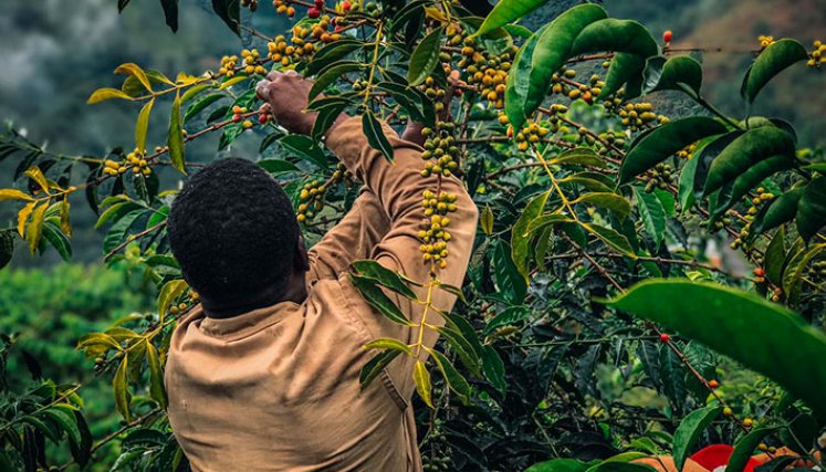En Norte de Santander hay unas 23.000 hectáreas cultivadas de café, en 36 de los 40 municipios. / Foto Cortesía