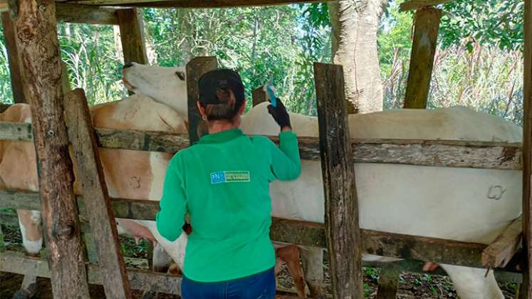 Vacunadas también 9.650 terneras contra la brucelosis. /Foto: Cortesía