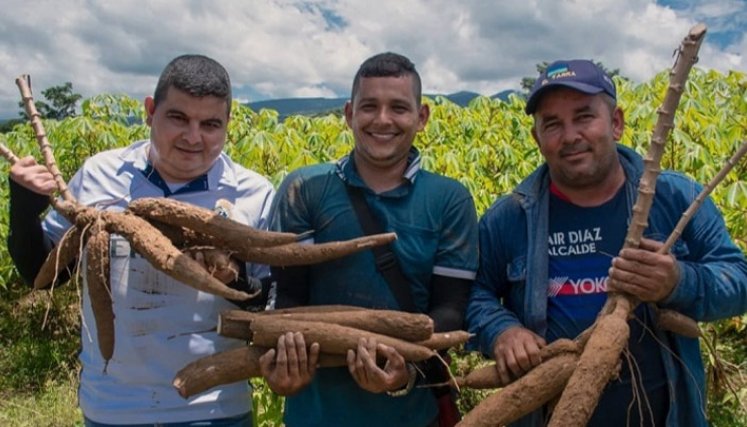 La yuca del Catatumbo pide pista en mercados