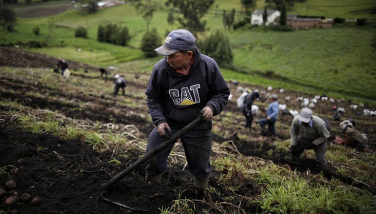 La agricultura es un sector con oportunidades en el país.