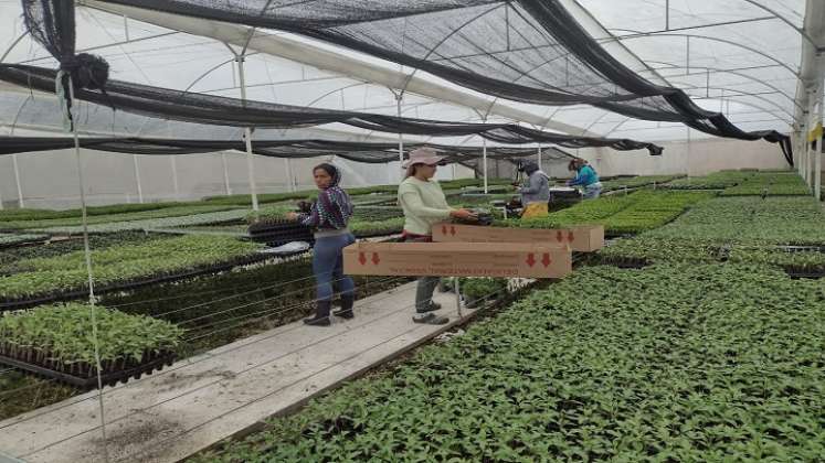 A través de alianzas productivas se promueven programas agropecuarios en zona rural de Ocaña.