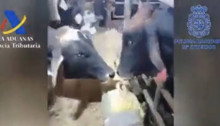 Vacas