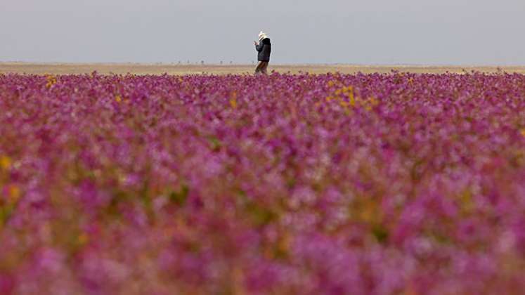 Desierto en Arabia Saudita 