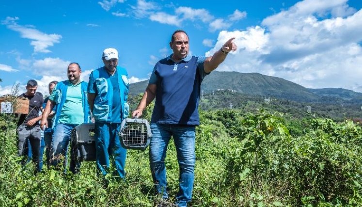 El director de Corponor, Gregorio Angarita Lamk lideró la liberación de especies nativas a su hábitat/Foto cortesía