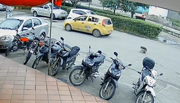 Taxista arrolló a una perrita en Cúcuta