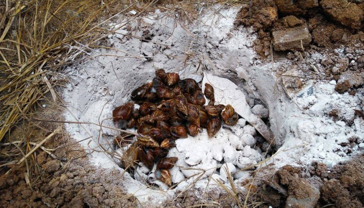 Corponor realiza capacitaciones sobre el control y manejo de la especie para nuevos reportes. 