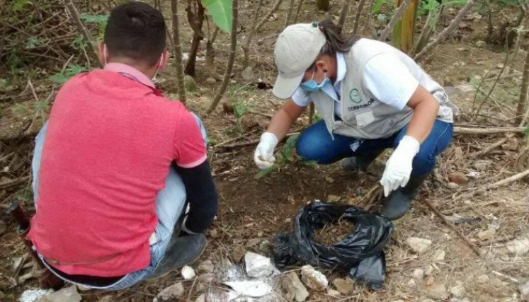 Corponor realiza capacitaciones sobre el control y manejo de la especie para nuevos reportes. 