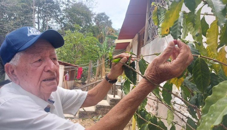 Una labor altruista desarrolla Moisés Quintero Gómez en la provincia de Ocaña y zona del Catatumbo por los programas agroecológicos a través del café. / Fotos: Javier Sarabia 