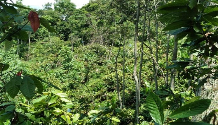 Alianzas estratégicas agroforestales para conservar fauna y flora se adelanta en la zona del Catatumbo. Fotos cortesía Ernesto Navarro.