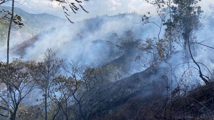 Se perdieron unas 50 hectáreas de capa vegetal. /Foto: Cortesía / La Opinión