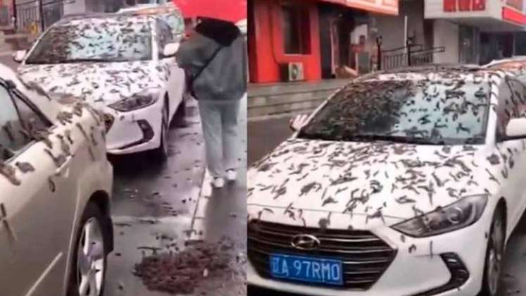 Lluvia de gusanos en China.