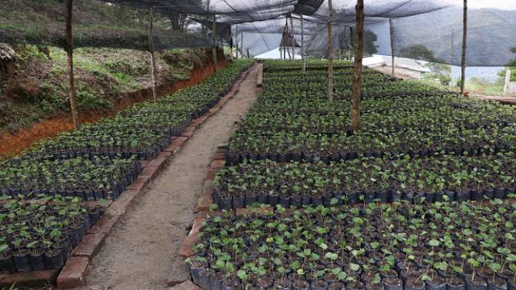 En el vivero El Edén del corregimiento de Buenavista de Ocaña germina el proyecto para la conservación de la biodiversidad del Catatumbo.