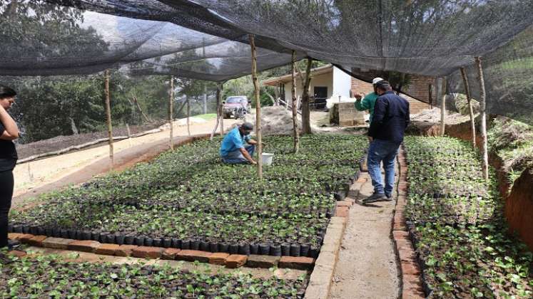 En el vivero El Edén del corregimiento de Buenavista de Ocaña germina el proyecto para la conservación de la biodiversidad del Catatumbo.