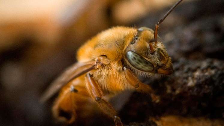 El mal uso del fipronil en cultivos afecta a los polinizadores./ Foto Archivo