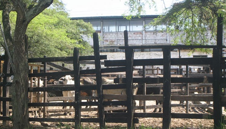 Las plantas de sacrificio se han cerrado en ocho municipios. Foto Archivo