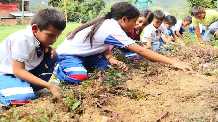 En Ocaña se adelanta una jornada de siembra de especies nativas para la conservación del medio ambiente.