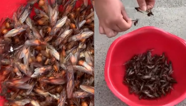  ‘Lluvia’ de hormigas culonas sorprendió a habitantes de Floridablanca